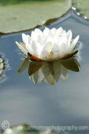 White Water Lily.